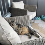 Lucy, Tabby, lost pet near Maitland, FL