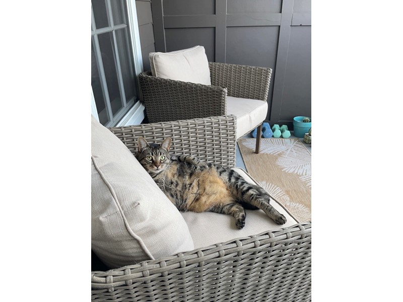 Pet Photo