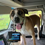Buddy, American Staffordshire Terrier/American Staffordshire Terrier, lost pet near Nichols Hills, OK