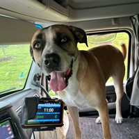 Lost Pet Image