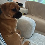 Eevee, Puggle, lost pet near Poinciana, FL