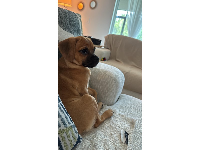 Pet Photo