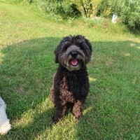 Lost Pet Image