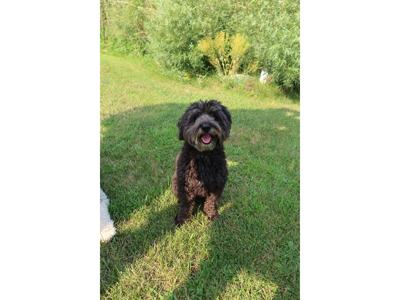 Pet Photo