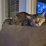 NEPTUNE, Tabby, lost pet near San Tan Valley, AZ
