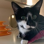 Petunia, Domestic Medium Hair, lost pet near Ottawa, KS
