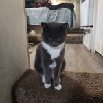 Mowgi, Domestic Short Hair/Domestic Short Hair, lost pet near Kalispell, MT