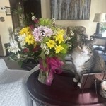 Poppy, Tabby, lost pet near Haysville, KS