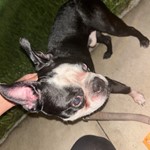 Boston Terrier, found pet near Winter Haven, FL