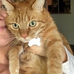 Cheeto, American Shorthair/Tabby, lost pet near Edgewood, WA
