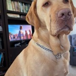 Rip, Labrador Retriever, lost pet near Swanton, OH