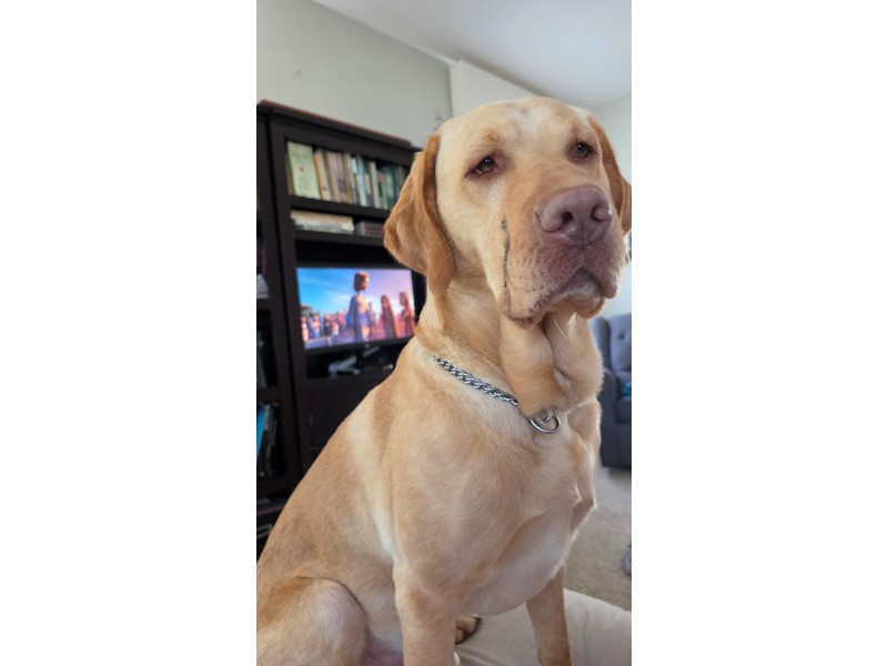 Pet Photo