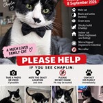 Chaplin, Tuxedo, lost pet near Nutley, NJ