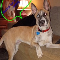 Lost Pet Image