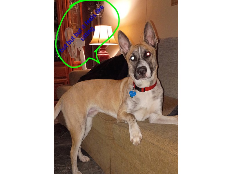 Pet Photo