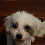 Phoebe, Maltese/Miniature Poodle, lost pet near Conroe, TX