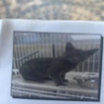 Freya, Mixed Breed Cat, lost pet near Golden Gate, FL