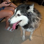 Siberian Husky, found pet near Mesa, AZ