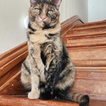 Cali, Calico, lost pet near Dubuque, IA