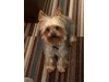 Frankie, Yorkshire Terrier, lost pet near Beaufort, NC
