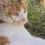 Pancake, Domestic Short Hair, lost pet near Garden Grove, CA