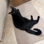 Stitch, Domestic Short Hair, lost pet near Detroit, MI