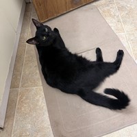 Lost Pet Image
