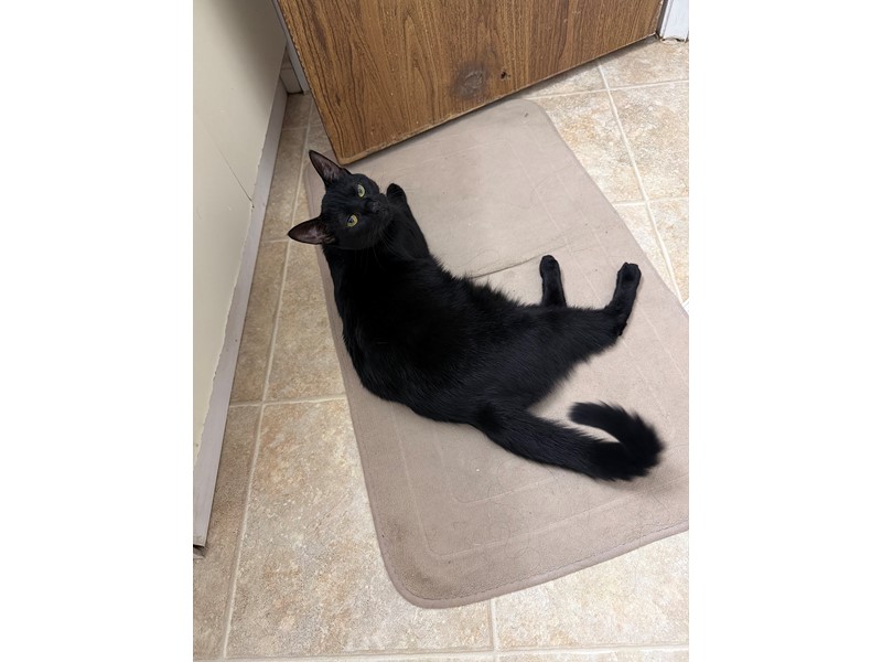 Pet Photo