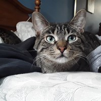 Lost Pet Image