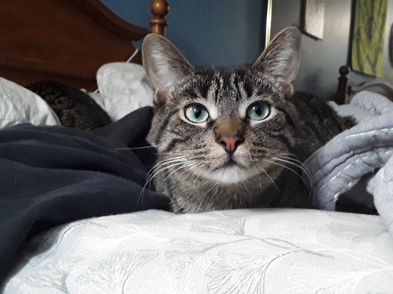 Pet Photo