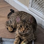 Aries, Domestic Short Hair, lost pet near Sherman, TX