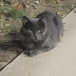 Found pet near Corinth, TX