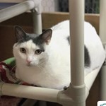 Jack, Domestic Shorthair, lost pet near DeForest, WI