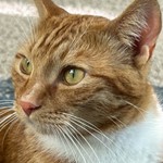Kevin, Domestic Short Hair, lost pet near Elmira, CA
