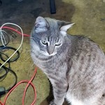 Spaz, Domestic Short Hair, lost pet near Westminster, CA