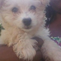 Lost Pet Image