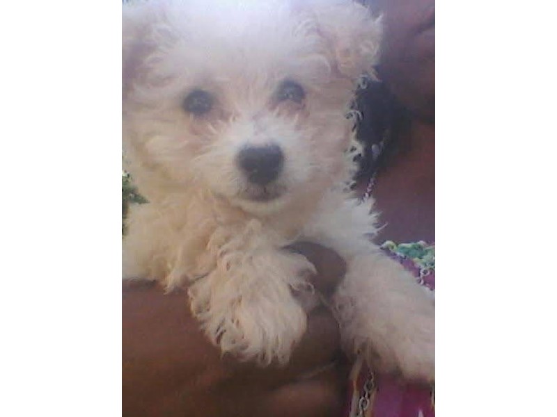 Pet Photo