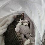 Gus, Domestic Short Hair, lost pet near Needville, TX