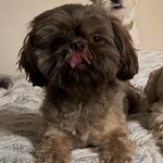 Teddy, Shih Tzu, lost pet near Elmhurst, IL
