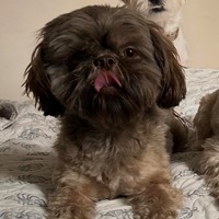 Lost Pet Image