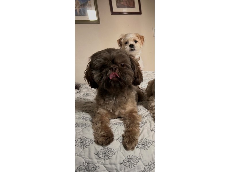 Pet Photo