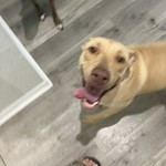 Mixed, found pet near Carrollwood, FL