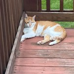 Sir Drools a Lot / Boliver, Domestic Short Hair, lost pet near Crescent Springs, KY