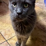 Lux, Maine Coon, lost pet near Buena Park, CA