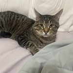 kitty, Domestic Short Hair, lost pet near North Richland Hills, TX