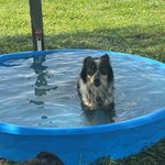 Cookie, Australian Shepherd, lost pet near Weslaco, TX