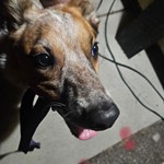 Australian Shepherd, found pet near Tucson, AZ