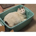 Snowball