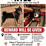 Kylo, Shiba Inu, lost pet near Pala, CA