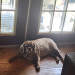 Lady, Cavalier King Charles Spaniel, lost pet near Frisco, NC